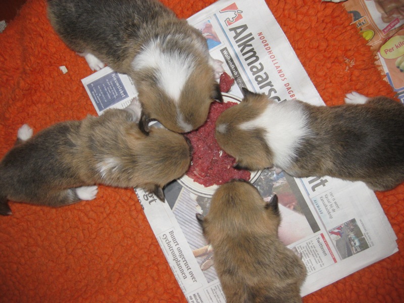 Puppies